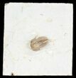 Scare Cyphaspis Carrolli Trilobite - Oklahoma #50972-2